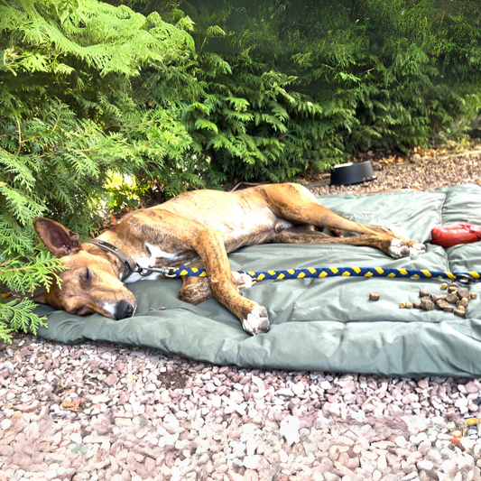"AdventureNap" – Die rollbare Outdoor-Matte für Hunde